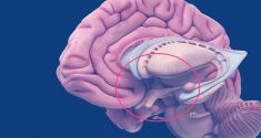 Die Enträtselung der Mysterien unserer biologischen Rhythmen: Der suprachiasmatische Nucleus